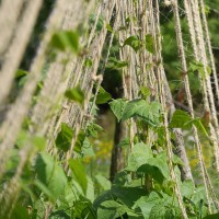 climbing-plant